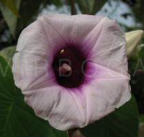 Argyreia nervosa - Flower - Click to enlarge!