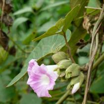 Argyreia wallichii - Flower - Click to enlarge!