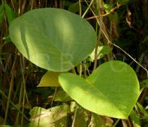 Argyreia wallichii - Foliage - Click to enlarge!