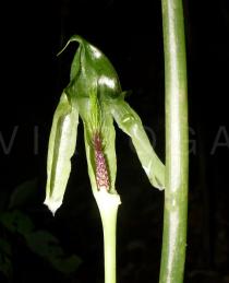 Arisaema menglaense - Inflorescence with opened spathe - Click to enlarge!