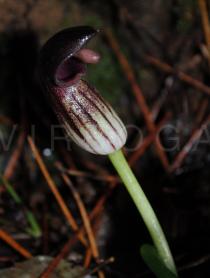 Arisarum vulgare - Inflorescence - Click to enlarge!