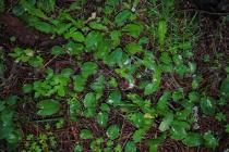 Arisarum vulgare - Habit - Click to enlarge!