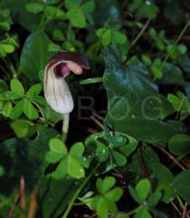 Arisarum vulgare - Habit - Click to enlarge!