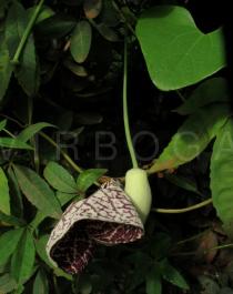 Aristolochia littoralis - Fading flower - Click to enlarge!