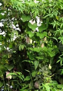 Aristolochia littoralis - Habit - Click to enlarge!