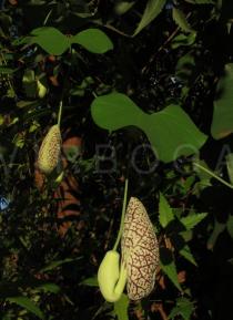 Aristolochia littoralis - Developing flower - Click to enlarge!