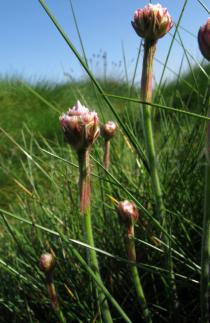 Armeria maritima - Inflorescence, side view - Click to enlarge!
