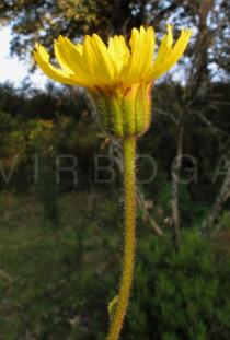 Arnica montana - Flowerhead, side view - Click to enlarge!