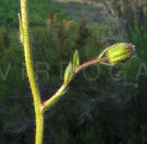 Arnica montana - Flowerhead bud - Click to enlarge!