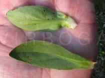 Arnica montana - Upper and lower surface of leaf - Click to enlarge!