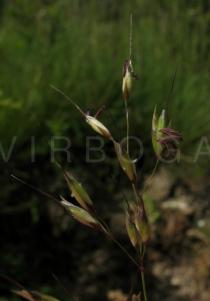 Arrhenatherum longifolium - Inflorescence, close-up - Click to enlarge!