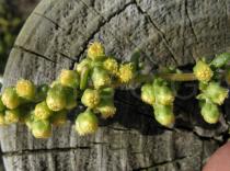 Artemisia campestris - Flower heads - Click to enlarge!