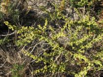 Artemisia campestris - Inflorescences - Click to enlarge!