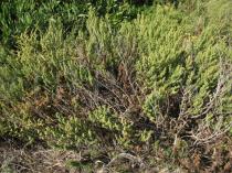 Artemisia campestris - Habit - Click to enlarge!
