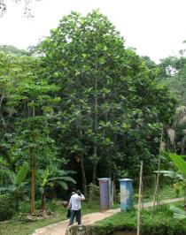 Artocarpus altilis - Habit - Click to enlarge!