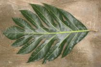 Artocarpus altilis - Upper surface of leaf - Click to enlarge!