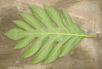Artocarpus altilis - Lower surface of leaf - Click to enlarge!