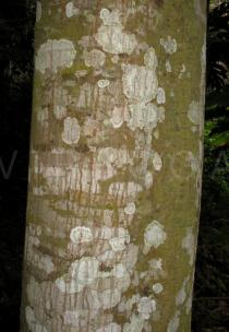 Artocarpus altilis - Bark - Click to enlarge!
