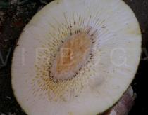 Artocarpus altilis - Fruit in cross section - Click to enlarge!
