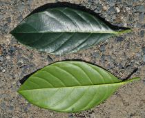 Artocarpus heterophyllus - Upper and lower surface of leaf - Click to enlarge!