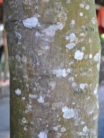 Artocarpus heterophyllus - Bark - Click to enlarge!