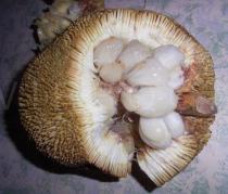 Artocarpus odoratissimus - Opened fruit - Click to enlarge!