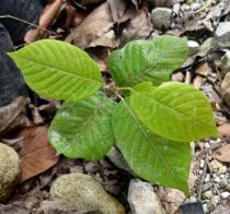 Artocarpus odoratissimus - Seedling - Click to enlarge!