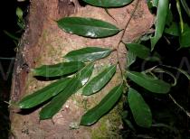 Artocarpus petelotii - Upper surface of leaves - Click to enlarge!