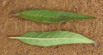 Asclepias curassavica - Upper and lower surface of leaf - Click to enlarge!