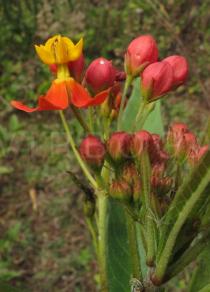 Asclepias curassavica - Flower, side view - Click to enlarge!