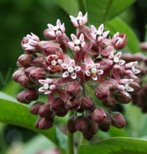 Asclepias syriaca - Inflorescence - Click to enlarge!