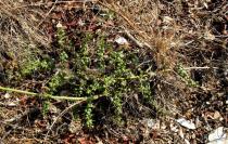 Asparagus aphyllus - Habit - Click to enlarge!
