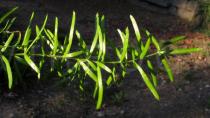 Asparagus densiflorus - Twig - Click to enlarge!