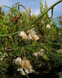 Asparagus umbellatus - Flowers - Click to enlarge!