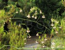 Asparagus umbellatus - Inflorescences - Click to enlarge!