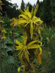 Asphodeline lutea - Flowers - Click to enlarge!