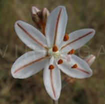 Asphodelus fistulosus - Flower - Click to enlarge!