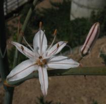 Asphodelus ramosus - Flower - Click to enlarge!