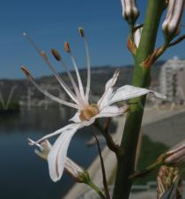 Asphodelus ramosus - Flower side view - Click to enlarge!