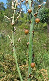 Asphodelus ramosus - Fruits - Click to enlarge!