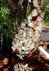 Aspidosperma macrocarpon - Bark - Click to enlarge!