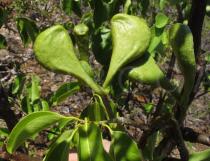 Aspidosperma pyrifolium - Unripe fruits - Click to enlarge!