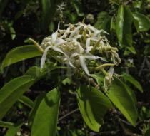 Aspidosperma pyrifolium - Inflorescence - Click to enlarge!