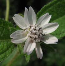 Aspilia bussei - Flower head - Click to enlarge!