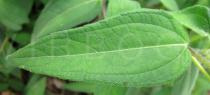 Aspilia helianthoides - Upper surface of leaf - Click to enlarge!