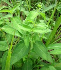 Aspilia helianthoides - Foliage - Click to enlarge!