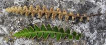 Asplenium ceterach - Upper and lower surface of frond - Click to enlarge!