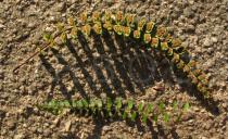 Asplenium trichomanes - Upper and lower surface of frond - Click to enlarge!