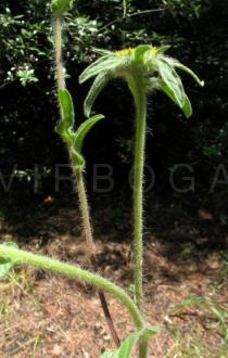 Asteriscus spinosus - Flower head, side view - Click to enlarge!