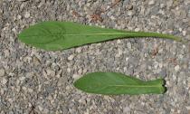 Asteriscus spinosus - Upper and lower surface of leaf - Click to enlarge!